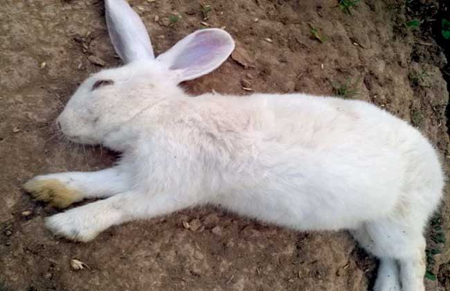 兔子养殖技术：兔球虫病怎么治疗好？