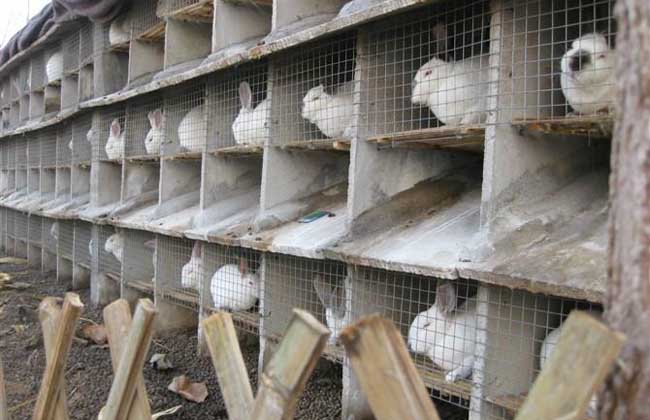 兔子养殖技术知识：兔粪的利用及处理方法