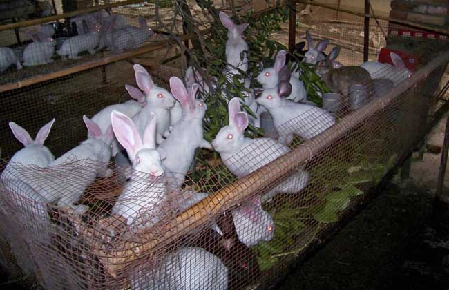 兔子养殖赚钱技术：怎么提高仔兔存活率？