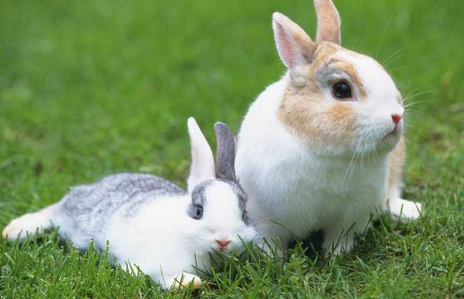 兔子养殖技术知识：兔子的尾巴起到什么作用？
