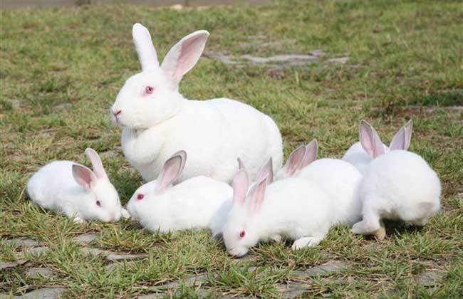 兔子养殖技术知识：兔子的尾巴起到什么作用？