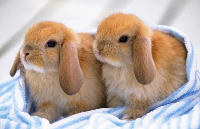 兔子养殖技术知识：垂耳兔怎么养殖最好？
