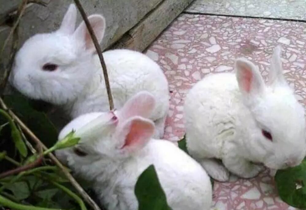 养兔技术-春季养兔8点