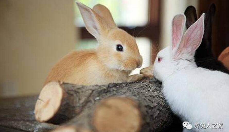 夏季养兔户如何利用身边的资源治疗兔子中暑