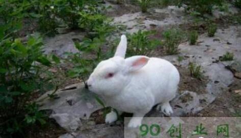 仔兔与幼兔的饲养管理有什么区别？