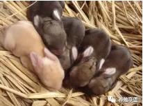 母兔养殖中不孕五个原因