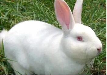 种母兔的饲养管理,种母兔是整个兔群的基础