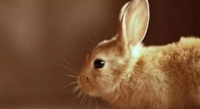 养兔场几种常见兔病的病因与防治