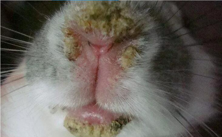 【兔病】家兔皮肤真菌病的防治不要随意引进外来种兔