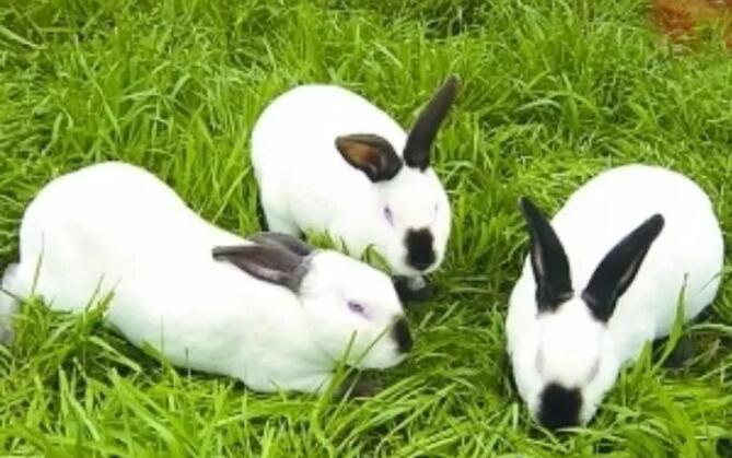 兔场应自繁自养。引进种兔要威严检查，隔离察看一个月