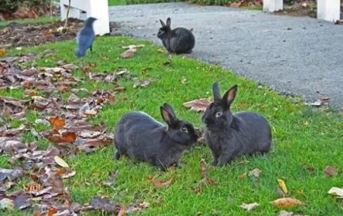 温哥华岛导致数百野兔丧生的兔类出血热现已传播到大温