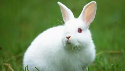 家兔主要传染病免疫程序非繁殖青年兔、成年产毛兔免疫程序