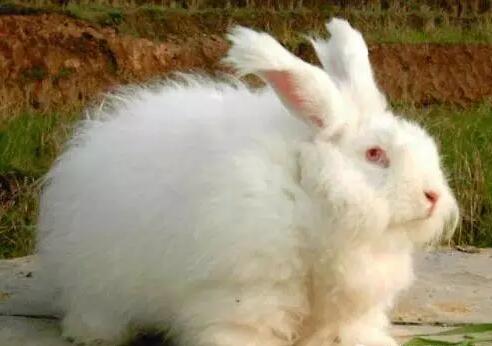 长毛兔养殖前景增产技术养殖成本与利润