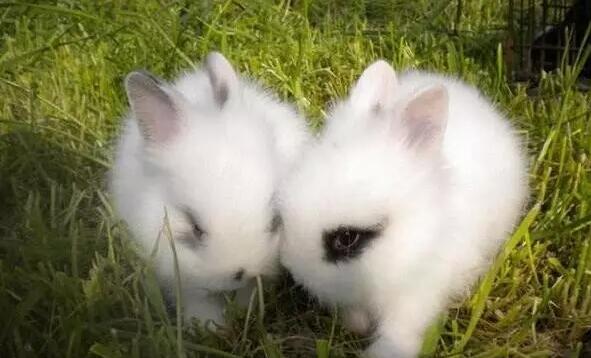 宠物兔是一种可爱的小动物，而且它的观赏性也特别高