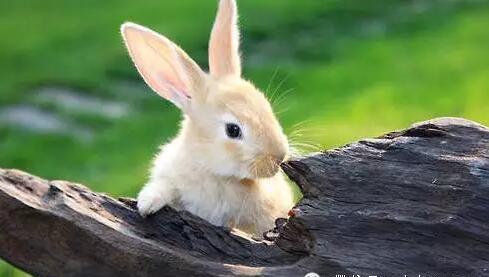 近年来，兔场、兔群饲料霉菌中毒的报道不绝于耳