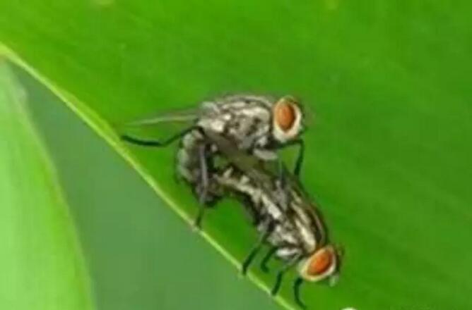蝇蛆病是由双翅目昆虫的幼虫侵入兔体后引起的一种常见寄生虫病