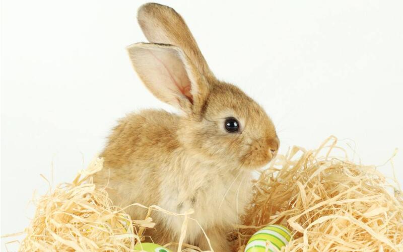 养兔赔钱的原因有很多养殖技术原因、管理原因