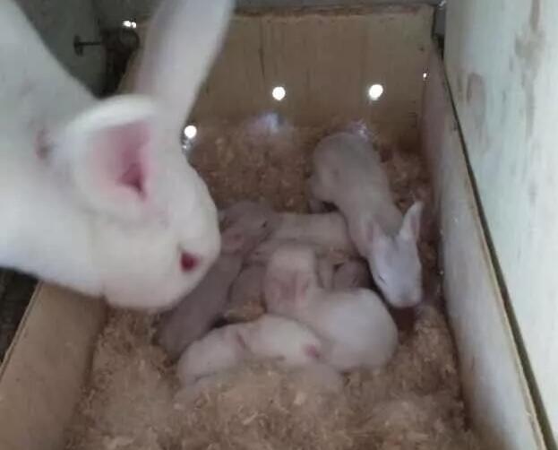 养兔常见问题：怎样使母兔高产崽壮