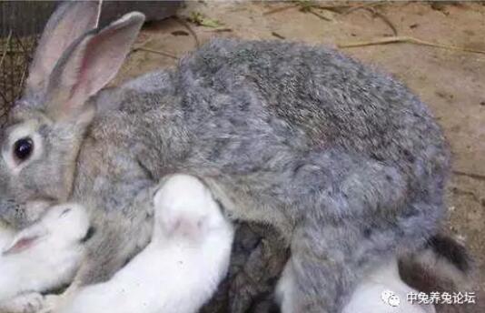 兔子等着瞧