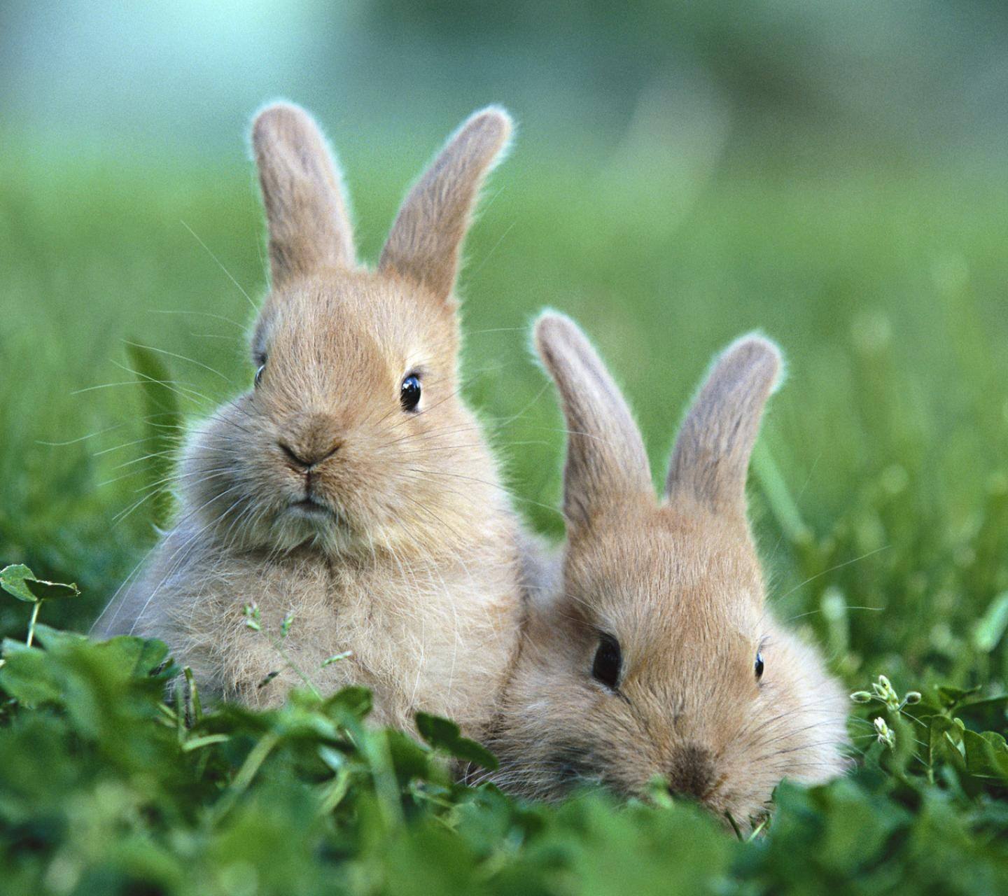 野兔养殖杂交野兔价格