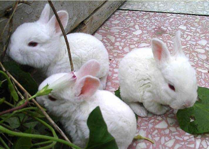 杂交野兔养殖:杂交野兔价格