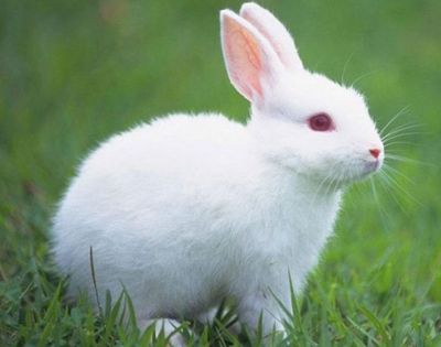 八点黑兔子种兔养殖基地_加利福尼亚纯种种兔哪里有卖的