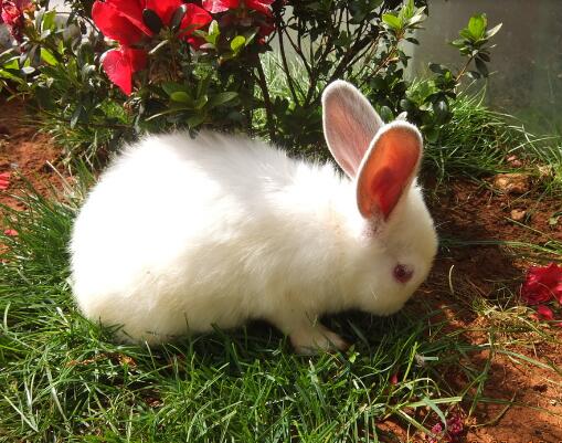 养殖户养兔的时候也要注意不要染上兔兔的传染疾病