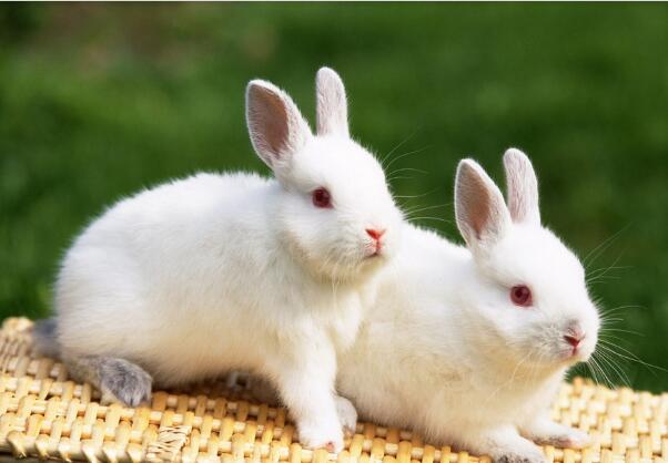 养兔人必备知识 教你如何看公兔子和母兔子