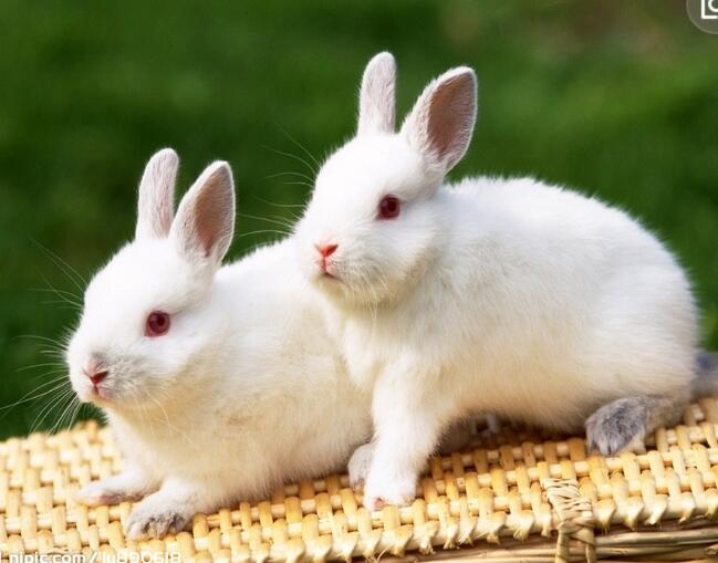 养兔子的几个新理念 养防治是关键