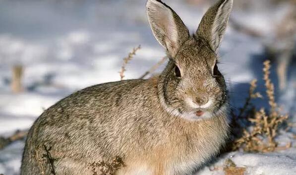野兔养殖红兔舍环境对野兔的生长发育、健康、繁殖有密切关系