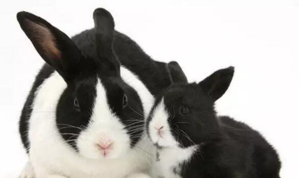 兔大肠杆菌病主要引起家兔拉稀或便秘