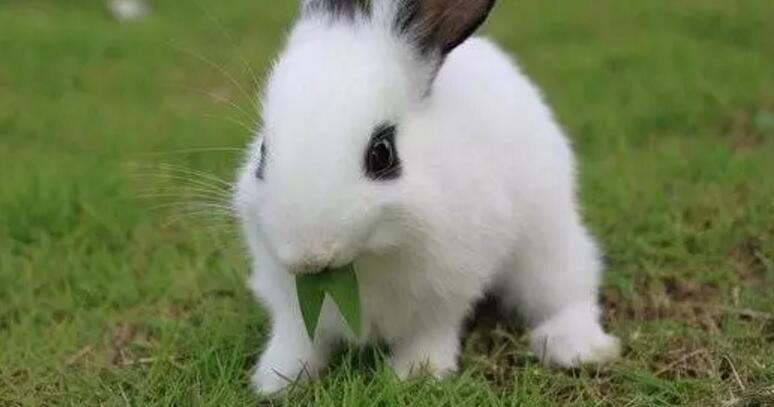 养兔人的经验 七个看教你如何饲养兔子