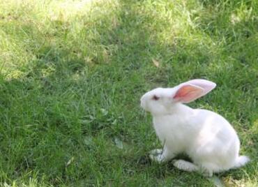 老养殖户的十年养殖兔子经验_教你如何养兔不治病
