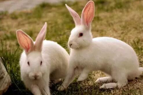 慎用抗生素 兔是一种不反刍的草食动物