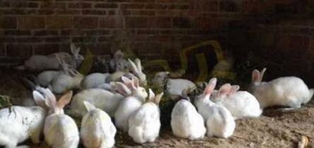 大学生回家养兔成桂林“兔子大王” ，每年出笼几十万只