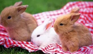 兔子给人的印象通常都是萌萌哒，乖乖哒。不过老话说的好“兔子急了还咬人”