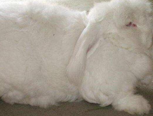 英国安哥拉长毛兔毛长38厘米 创世界纪录