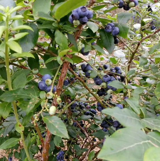 蓝莓这种水果，果实呈蓝紫色，蓝莓果肉细腻，风味独特