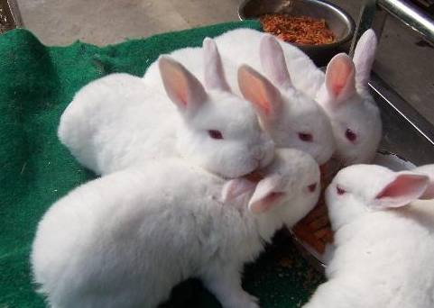 2016年兔产品价格涨跌趋势：兔毛低迷獭兔升肉兔价格再冲高