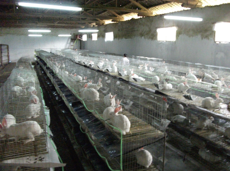 贵州酉阳县国家獭兔养殖综合标准化示范项目通过验收