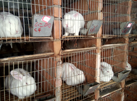 河南上蔡县积极排查整改养兔场安全用电隐患