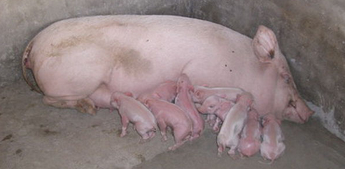 黑龙江省出台能繁母猪饲养补贴政策，每头补贴100元