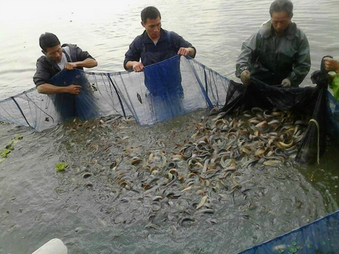 辽宁盘锦泥鳅养殖面积将达到8万亩，产值2.4亿元