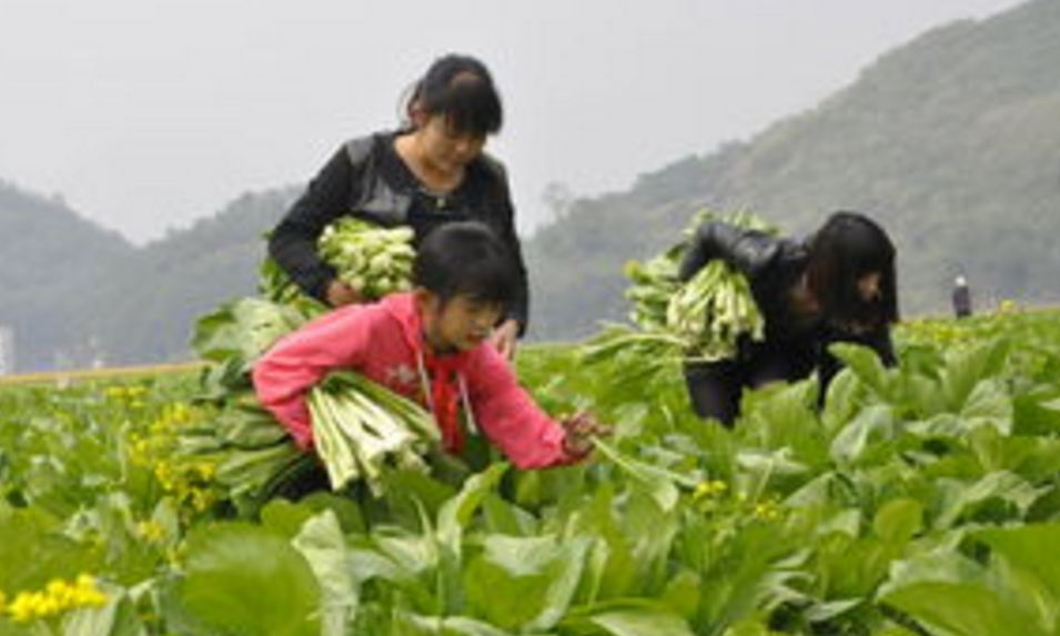 天津市蔬菜价格批发价格下降