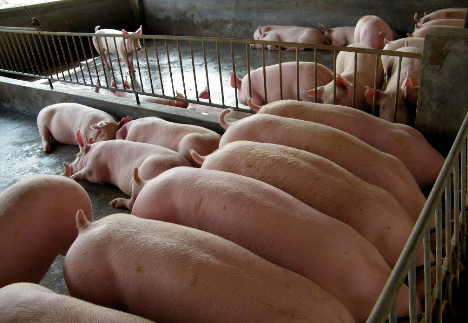 今日猪价格全国走势预测：生猪供需博弈加剧，猪价仍将上行态势不改