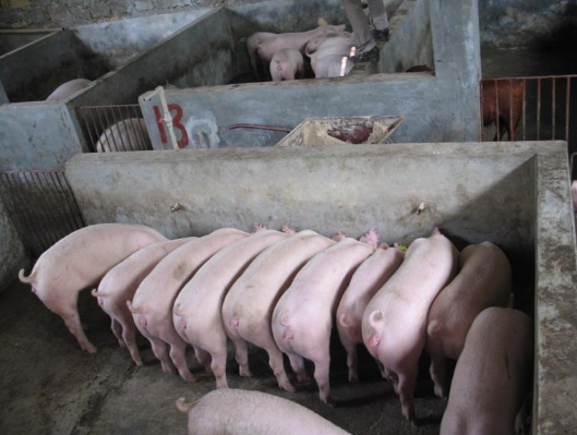 2016年生猪价格今日价格：生猪供需博弈加剧，猪价仍将维持小幅上行态势