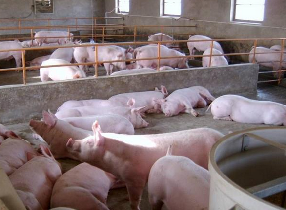 江西不少养猪户开始谋划发展新产业，养猪场变身箱包厂