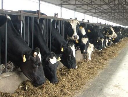 中国企业将在俄边疆区建造奶牛养殖综合体