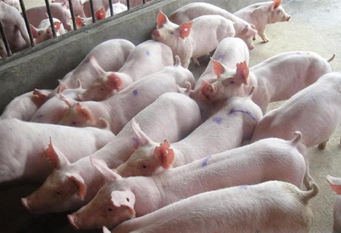 衢州市市委书记实地查看生猪养殖污染和整改落实情况