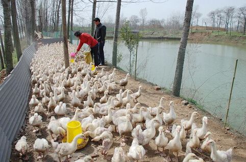 河北迁安：合作社带动周边110个农户走上养鹅致富路